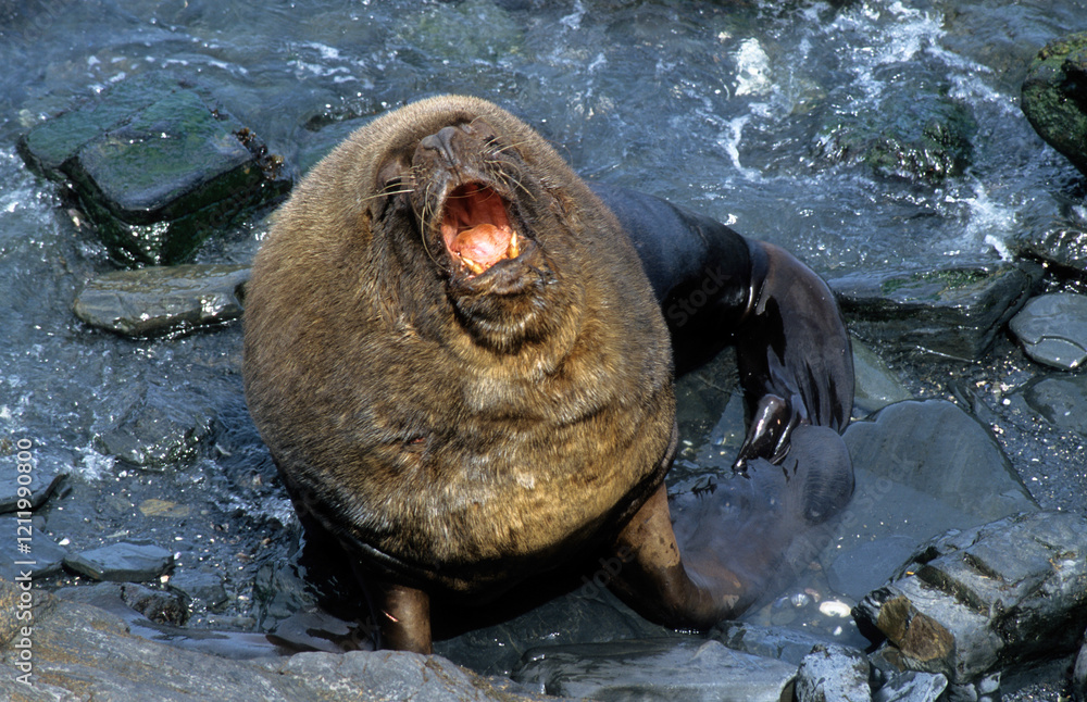 Fototapeta premium Lion de mer, male, Otaria flavescens, Iles Falkland, Malouines