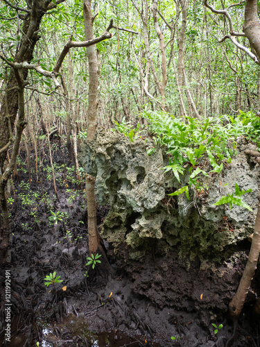 Coral rock at the Jozani Mangrove woods photo