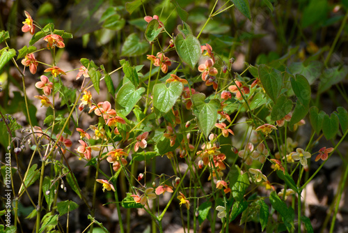 Elfenblume, Bastard , Epimedium X warleyense, Organgenkönigin photo