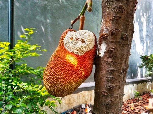 Jackfruit tree with house walls in the background. The surface at the base of the jackfruit (Artocarpus heterophyllus) is affected by the fruit rot fungus. photo