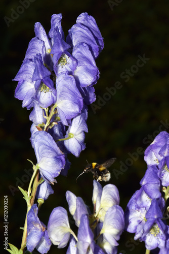 Eisenhut, Herbst,  Aconitum carmichaelii, Spätlese photo