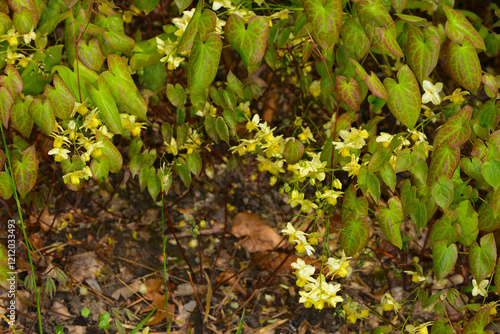 Elfenblume, Algerische, Epimedium perralderianum photo