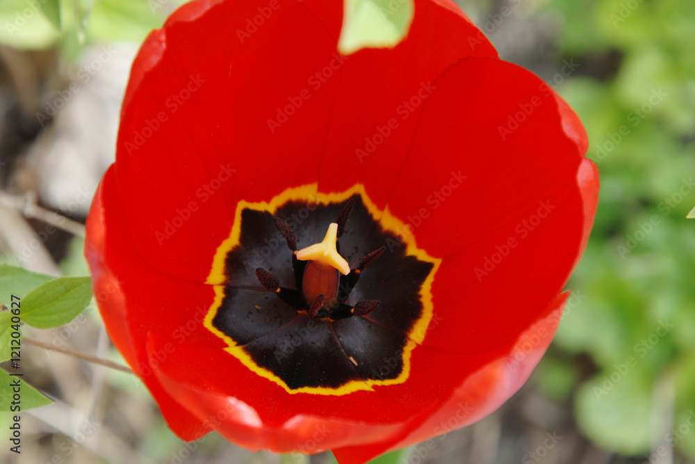 Tulpen, Tulipa spp. Garten-Tulpe,Tulipa gesneriana Tulpen, Tulipa spp. Garten-Tulpe,Tulipa gesneriana