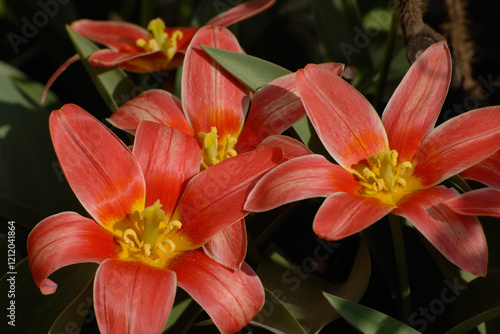 Tulpen,  Tulipa spp., Tulipa kaufmanniana, Fashion photo