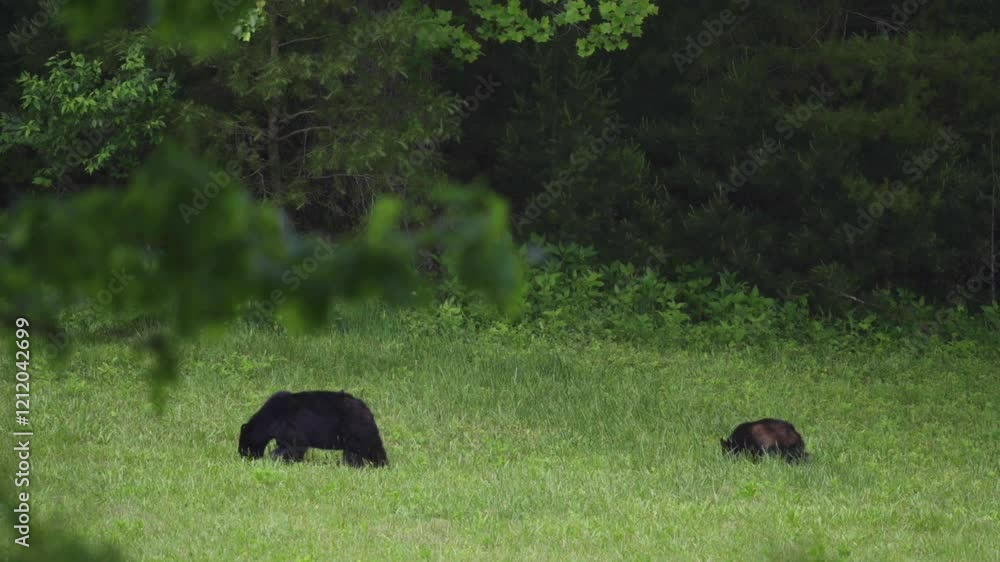 American Black Bear Sow And Cub Feeding In Grassy Glade American Black Bear Sow And Cub Feeding In Grassy Glade