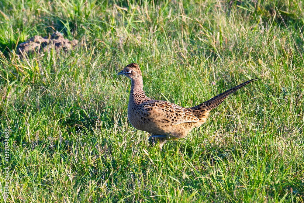 Jagdfasan Weibchen in der Abendsonne
Jagdfasan Weibchen in der Abendsonne