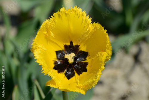 Tulpen, Tulipa spp., Gefranste Tulpen, Frühling, Frühlingsblumen photo