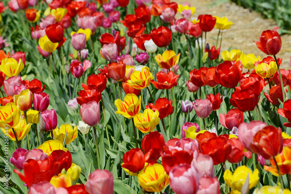 Fototapeta premium Tulpen, Tulipa spp. Tulpenmischung, Frühling, Frühlingsblumen