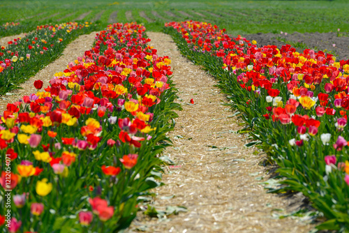 Tulpen, Tulipa spp.  Tulpenmischung, Frühling, Frühlingsblumen photo