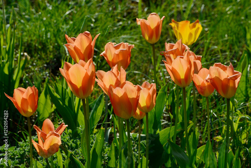 Tulpen, Tulipa spp.,  Triumph-Tulpen, Frühling, Frühlingsblumen photo