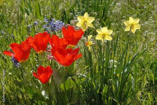 Tulpen,  Tulipa spp. Garten-Tulpe,-Tulipa gesneriana, Narzissen, Hyazinthen, Frühling, Frühlingsblumen photo