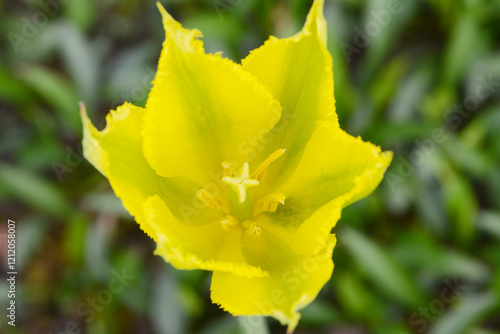 Tulpen, Tulipa spp., Gefranste Tulpen, Frühling, Frühlingsblumen photo