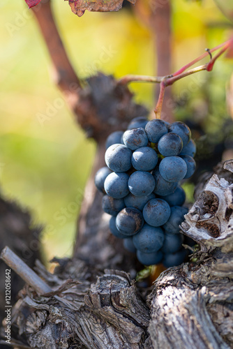 An eye-catching arrangement of grapes alongside twisted vineyard vines, capturing the essence of winemaking and the beauty of nature in an agricultural landscape in La Rioja Spain photo