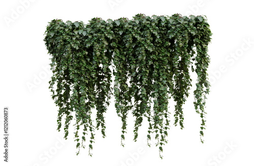 green ivy plant on a wall transparent background.
