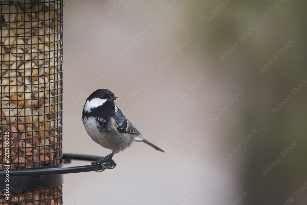 Fototapeta premium Coal tit sitting on a bird feeder
