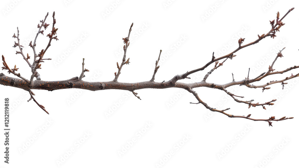 Isolated Natural Larch Branch on White Isolated Natural Larch Branch on White