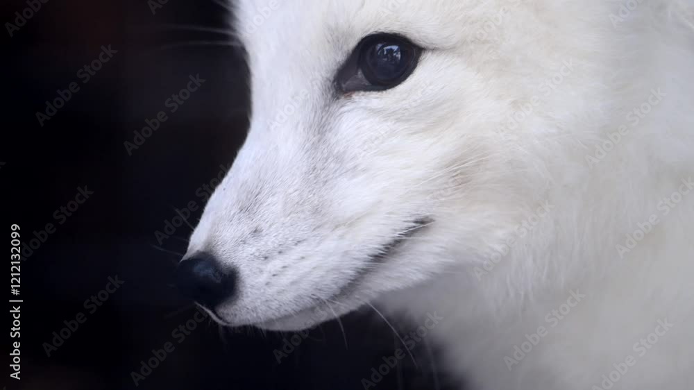 Endangered arctic fox with blue eyes explores snowy national park in Russia during winter morning Endangered arctic fox with blue eyes explores snowy national park in Russia during winter morning