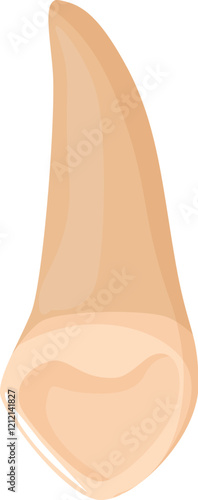 Realistic illustration of a canine tooth, highlighting its anatomical structure including crown and root, useful for dental education and patient awareness