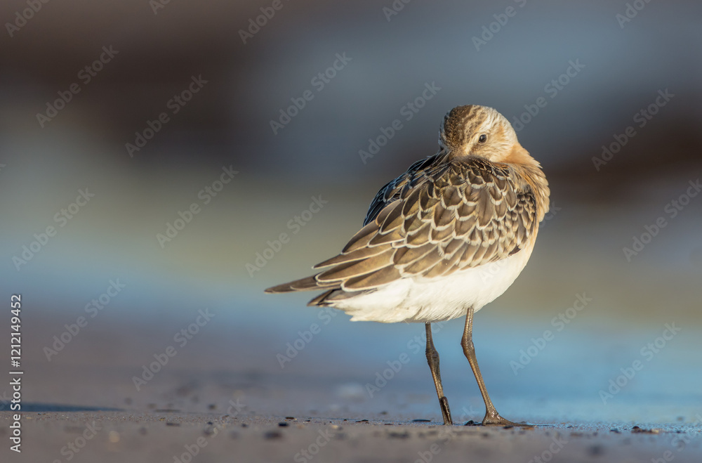 The curlew sandpiper - young bird at a seashore on the autumn migration way The curlew sandpiper - young bird at a seashore on the autumn migration way