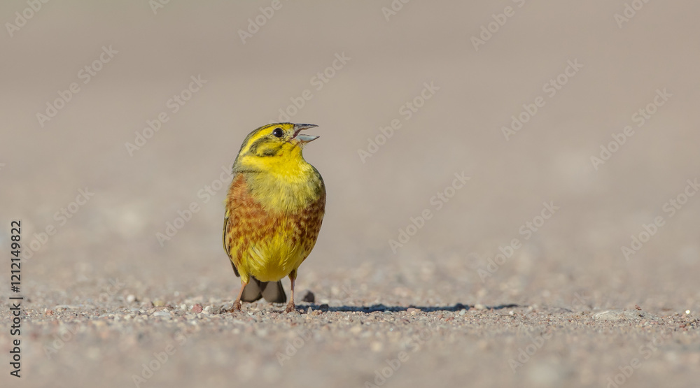 Obraz premium Yellowhammer - male in summer