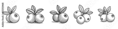 Hand drawn sketch of blueberry. Vintage hand drawn blueberry with leaves. Vector illustration