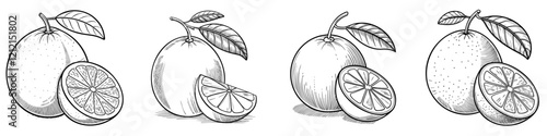 Hand drawn sketch of orange. Vintage hand drawn orange with leaves. Vector illustration