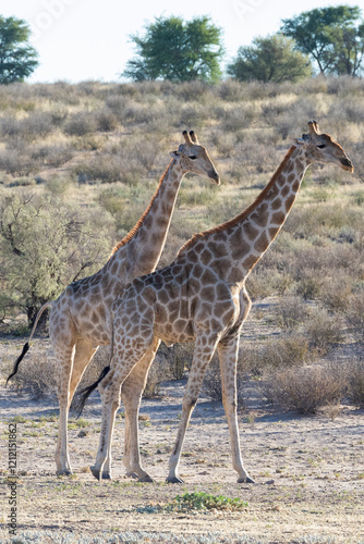 Two giraffes  Giraffa camelopardalis  in the Auob River Kgalagadi Transfrontier National Park  Northern Cape  Kalahari  South Africa at sunrise