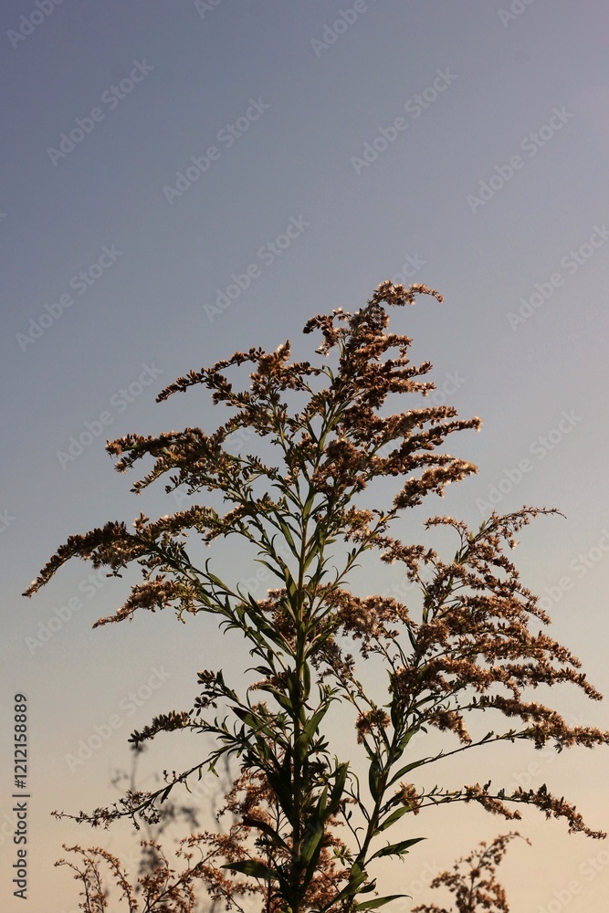 Fototapeta premium tree in the sky
