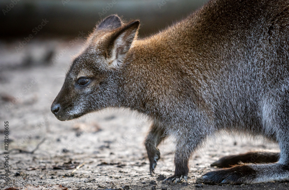 Young swamp wallaby navigating through rough terrain Young swamp wallaby navigating through rough terrain