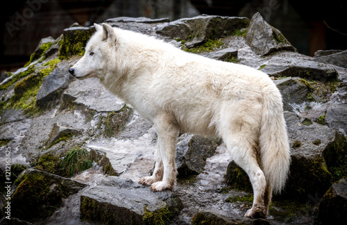 Arctic wolf stands on rocky terrain in natural habitat photo