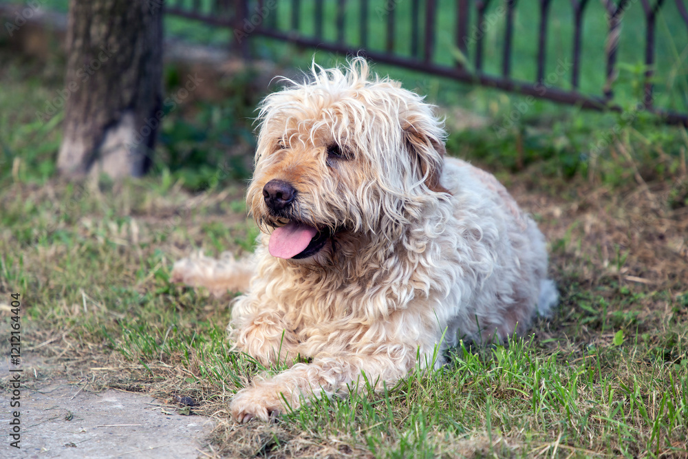 A portrait of a shaggy brown mixed-breed dog A portrait of a shaggy brown mixed-breed dog