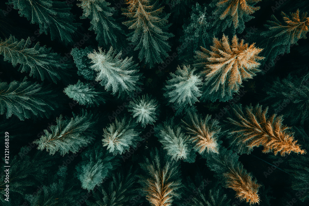 Aerial view of palms trees forest with fog covered. Aerial view of palms trees forest with fog covered.