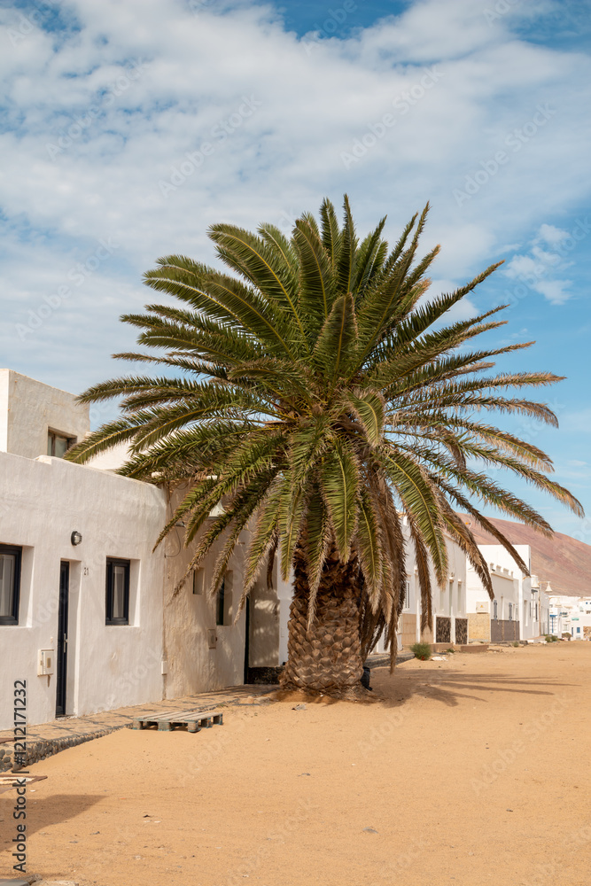 Sandy street with a palm tree, La Graciosa, Spain Sandy street with a palm tree, La Graciosa, Spain