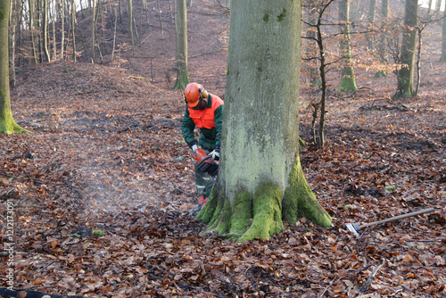 Holzfäller mit Kettensäge beim Baum fällen photo