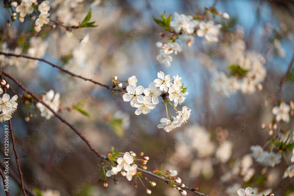 Cherry tree blooming in spring. Close up of branch of white cherry tree blossom illuminated by setting sun Cherry tree blooming in spring. Close up of branch of white cherry tree blossom illuminated by setting sun