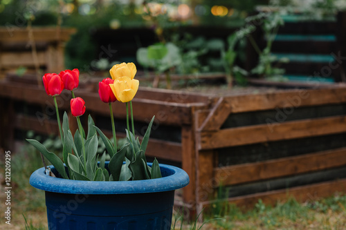 Bunte Tulpen in einem blauen Blumentopf vor rustikaler Gartenkulisse, holz, Hochbeete im Stadtgarten photo