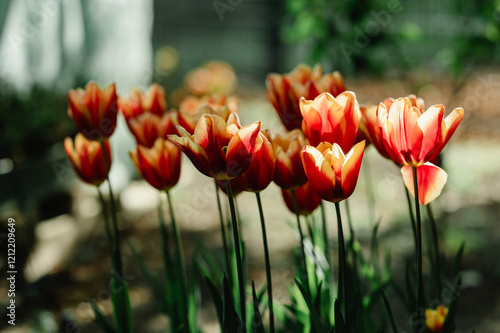 Leuchtende rot und gelbe Tulpen im sanften Schatten eines Frühlingsgartens, Gartenblumen Frühblüher im Stadtgarten photo