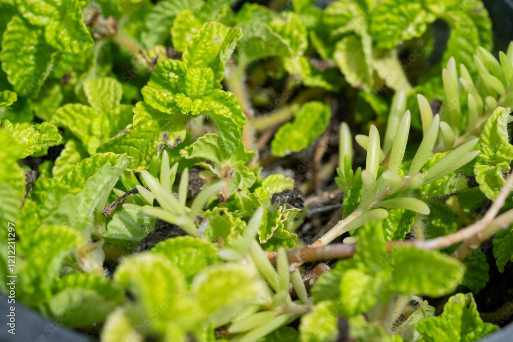 Fototapeta premium green plant in the garden