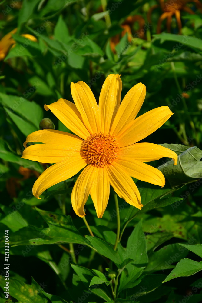 Tree Marigold flowers in natural morning light with green leaves background. Tree Marigold flowers in natural morning light with green leaves background.