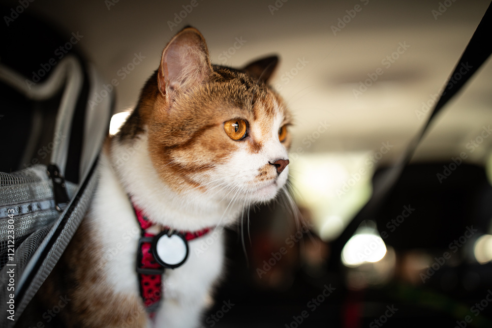 Portrait of little adorable tricolor kitten travelling in the car.