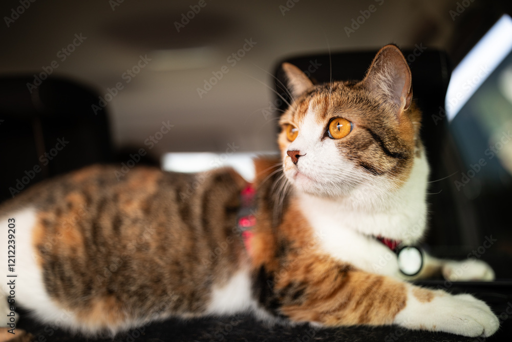 Portrait of little adorable tricolor kitten travelling in the car.