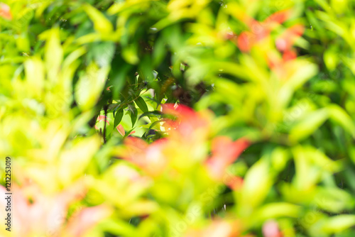 Abstract Blurred Foliage Background photo