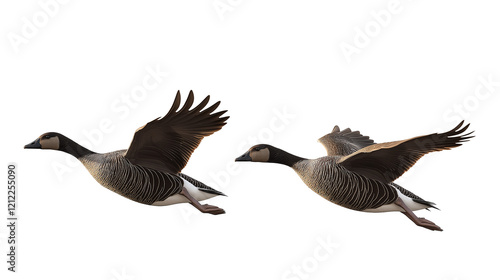 Flying geese isolated on a white background