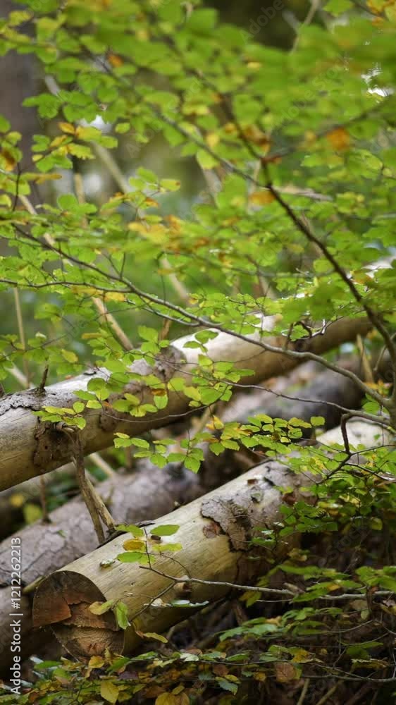 Felled trees in a forest, deforestation in the woodlands in the rural countryside, logs tree trunks and green foliage Felled trees in a forest, deforestation in the woodlands in the rural countryside, logs tree trunks and green foliage