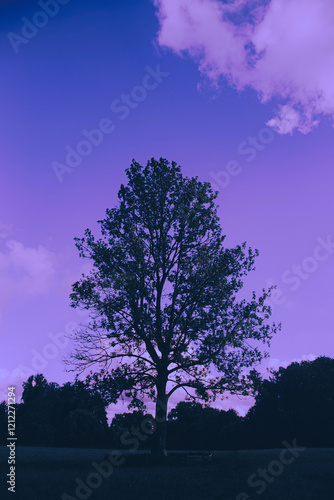 In the summer night  the silhouette of a tall  dark tree stands out against the backdrop of the blue sky. It s a peaceful scene of nature at dusk.