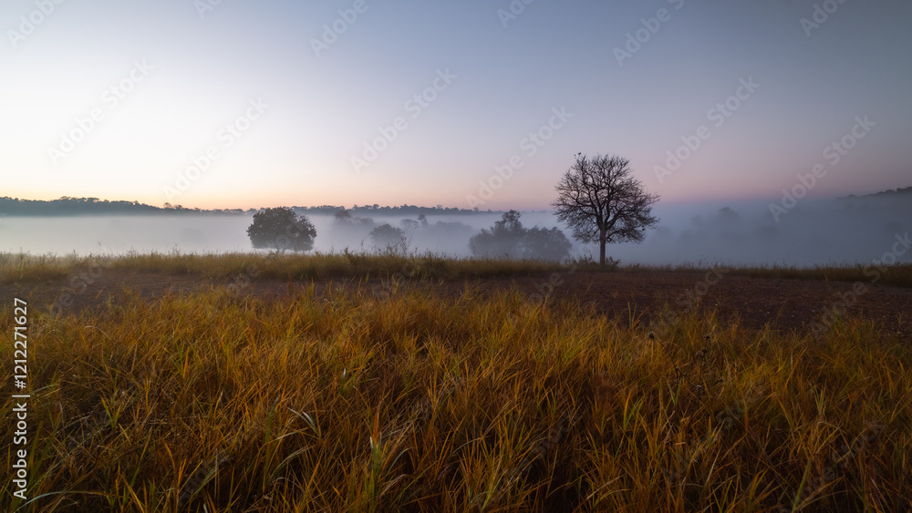 Fototapeta premium Beautiful landscape, Golden fields with trees and mist in the valley in the morning