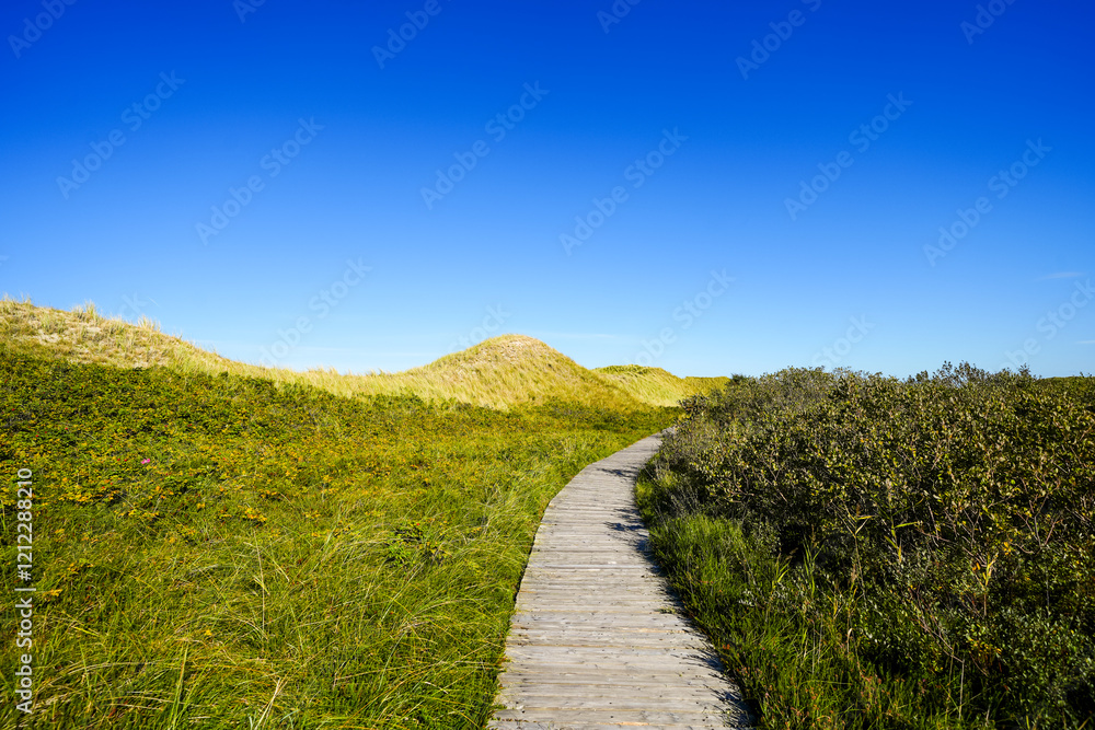 Naklejka premium View of the dunes on the North Frisian island of Amrum. Landscape in the north. Nature on the North Sea island.