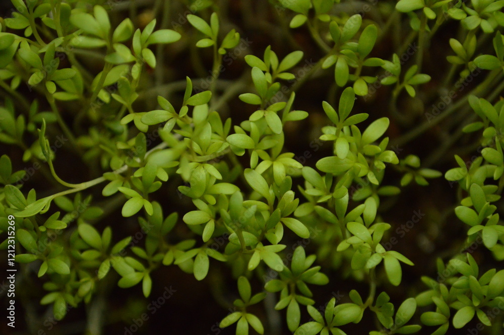 Close-up view of green cress microgreens (Lepidium sativum) salad Close-up view of green cress microgreens (Lepidium sativum) salad
