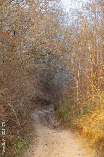 Sandy road in the forest.