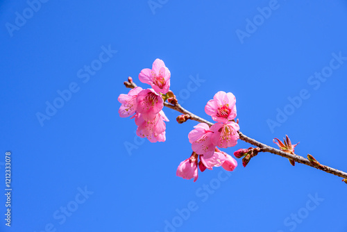 Blossom of Wild Himalayan Cherry or Giant tiger flower on blue sky background in Chiang mai, Thailand. photo